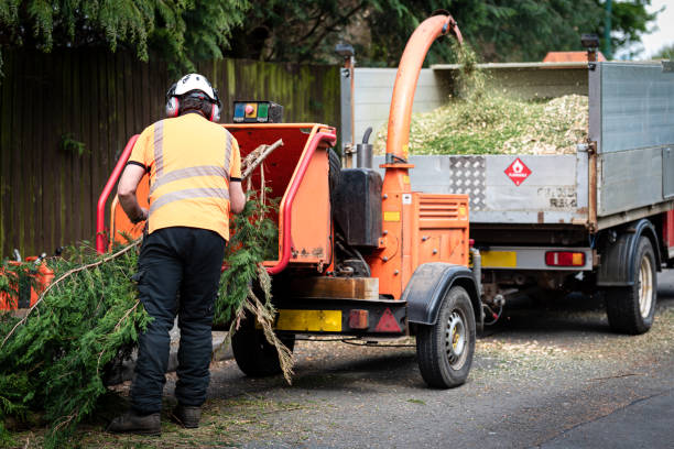 Best Stump Grinding and Removal  in USA